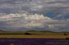 Filename : 200910248729.jpg
Filesize : 95KB
Dimensions : 800x533
Date added : Oct 24, 2009 200910248729.jpg
